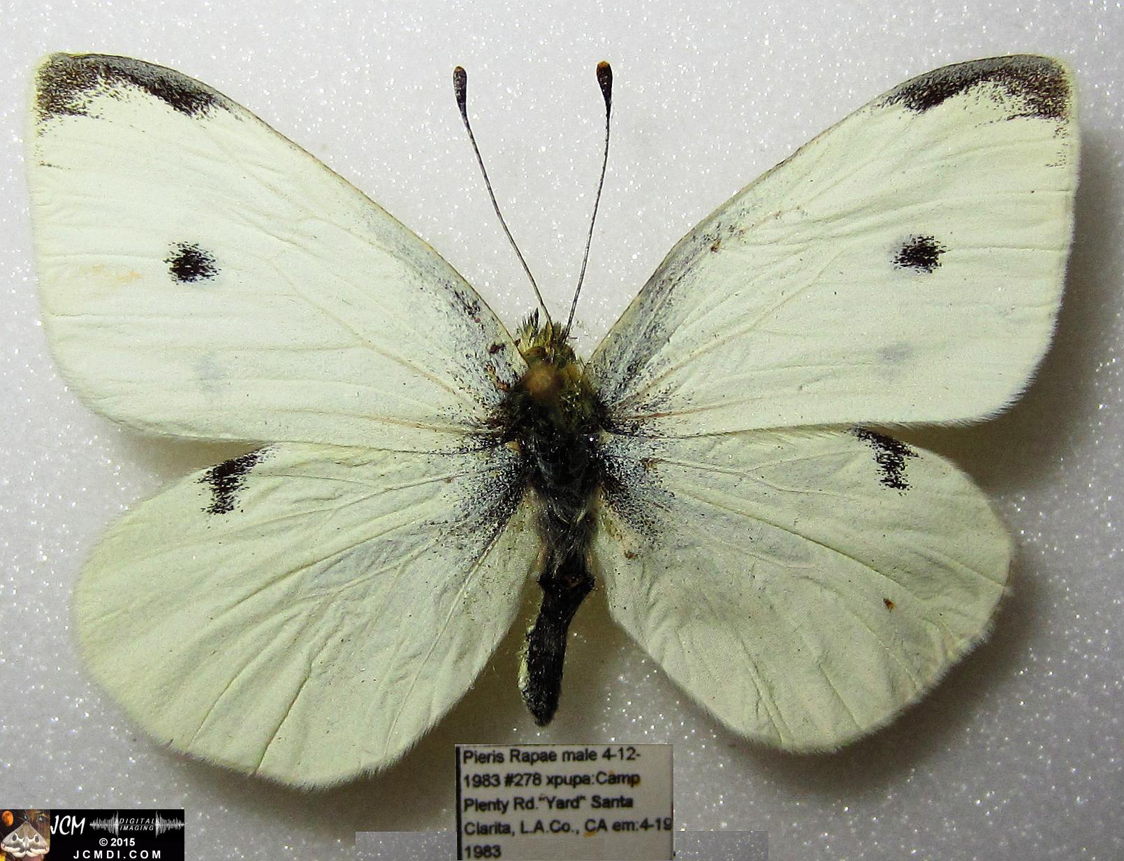 Cabbage Butterfly (Pieris rapae) adult insect, mounted male